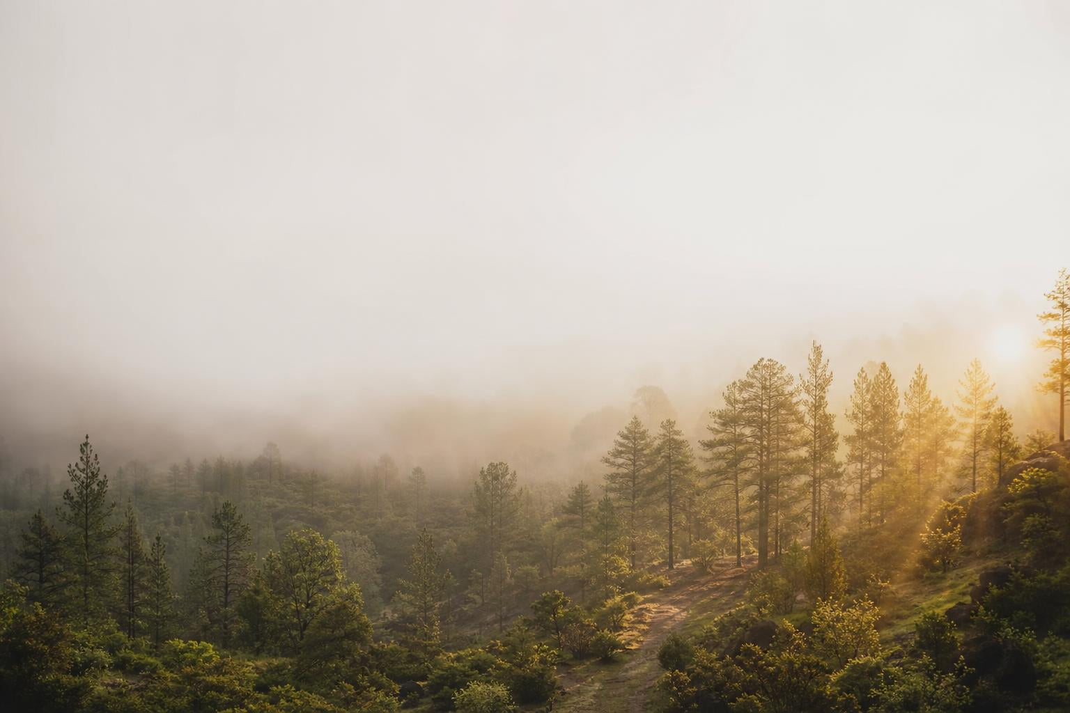 Niebla disipándose en un bosque al amanecer, dejando ver el sendero progresivamente, metáfora de señales que se hacen visibles con atención